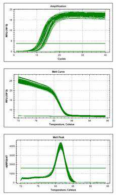 miRNA 荧光定量 PCR(qPCR)检测服务 miRNA 荧光定量 PCR(qPCR)检测服务