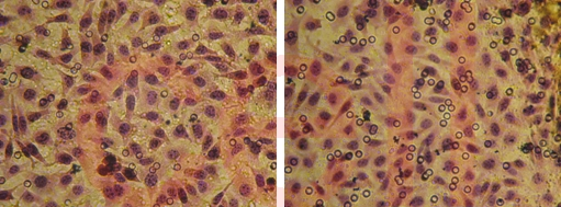 RNA干扰整体实验服务, RNAi基因干扰, SiRNA实验, RNAi RNA干扰整体实验服务, RNAi基因干扰, SiRNA实验, RNAi