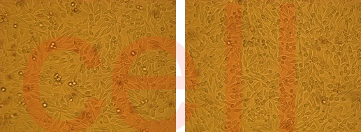 RNA干扰整体实验服务, RNAi基因干扰, SiRNA实验, RNAi RNA干扰整体实验服务, RNAi基因干扰, SiRNA实验, RNAi