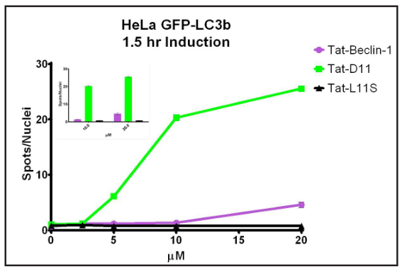 Dose-response induction of GFP-LC3B in Hela cellsby Tat-D11. Inset figure shows that the Tat-D11 is a more potent inducer ofautophagy than the Tat-Beclin-1 peptide.