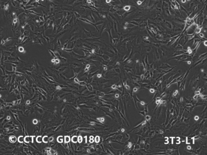 3T3-L1[小鼠胚胎成纤维细胞]